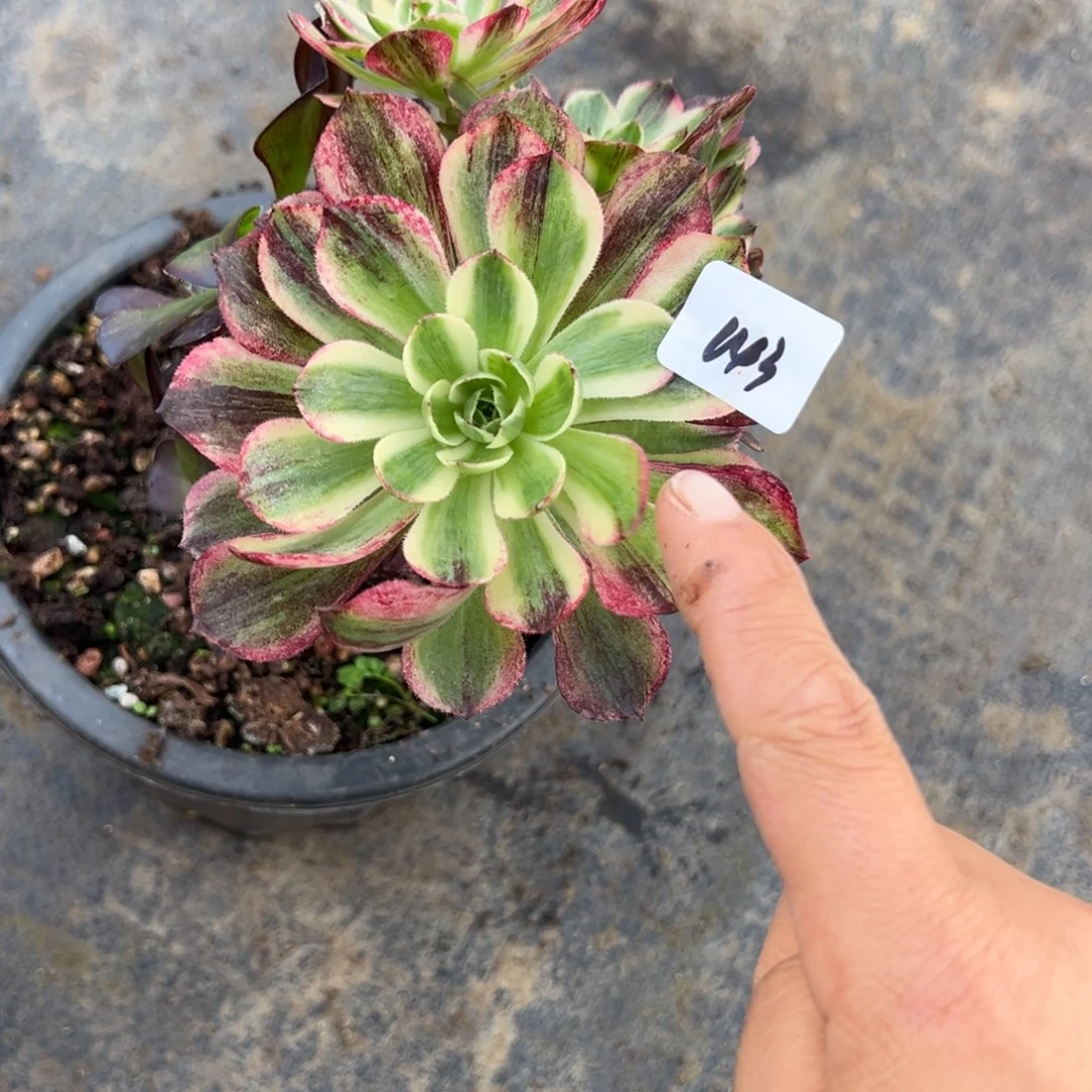 143伯爵嫁接多头多肉炖肉