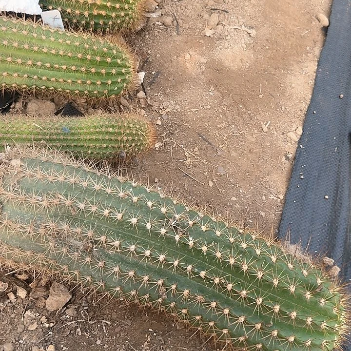 米*毛花柱未知150得毛花柱