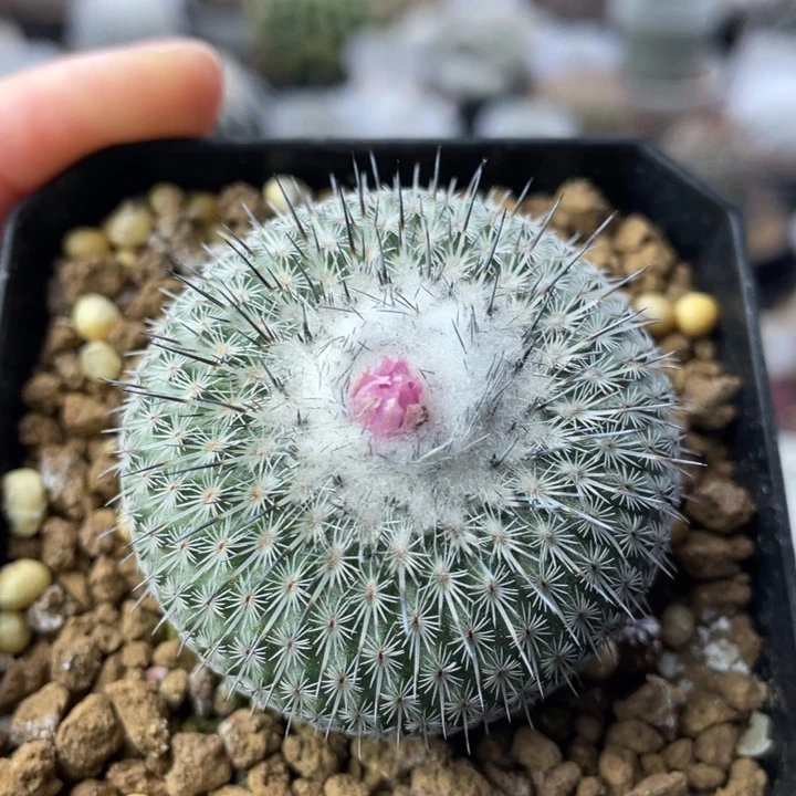 乌月丸       实生根