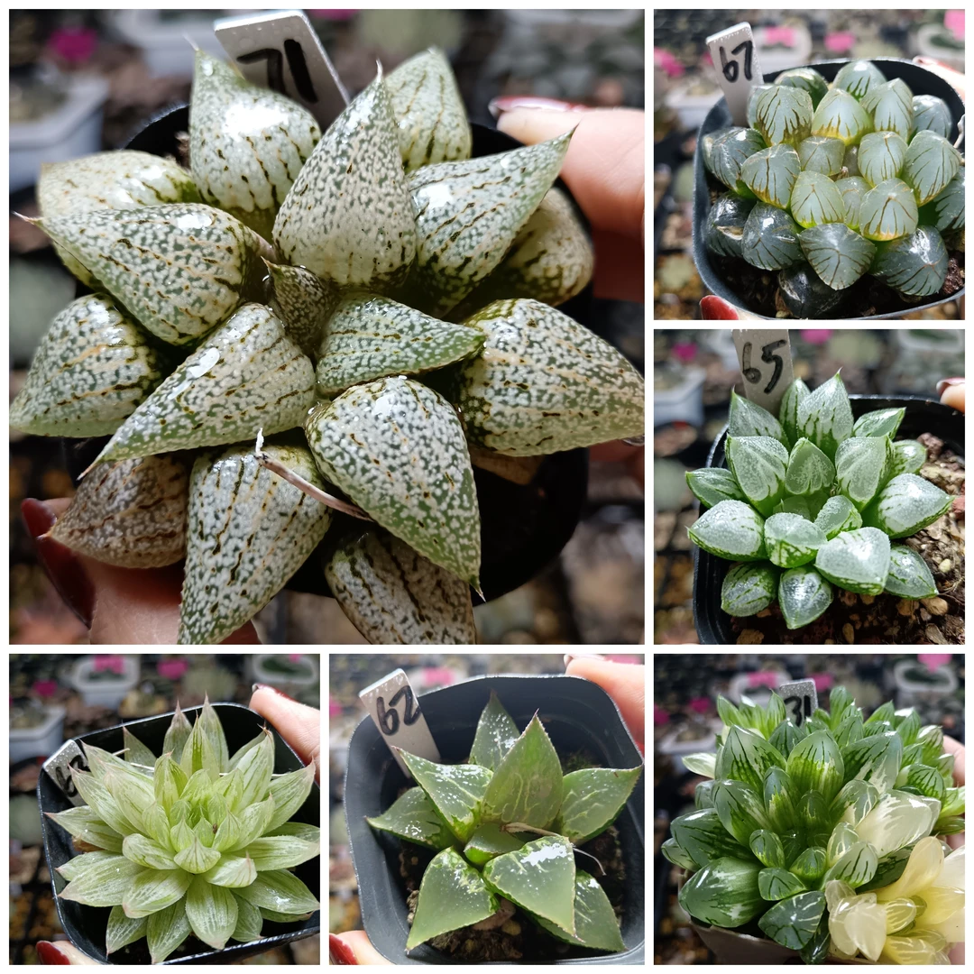 29号玉露锦寿锦十二卷多肉植物一物一拍带盆带土发货25年2月27号