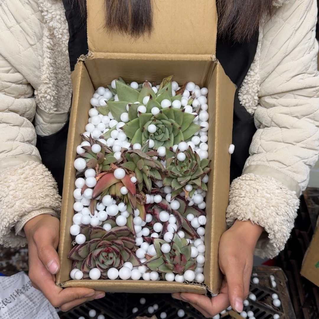 多肉箱装：包邮不售后