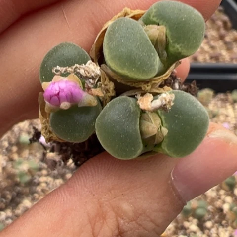 497 好看的多肉冲冲冲，有瑕疵