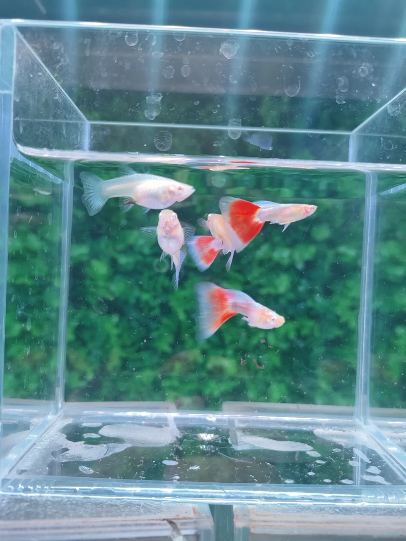 天空蓝极光孔雀鱼小型热带淡水鱼