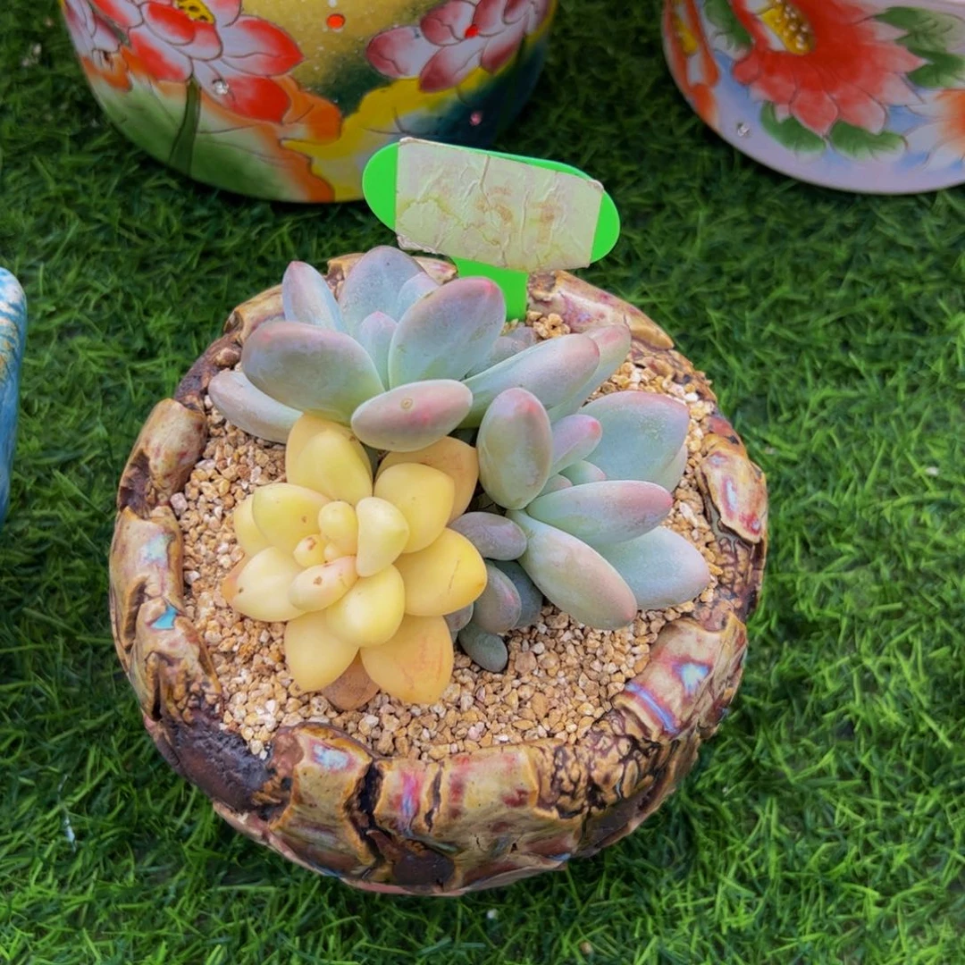 三***子香水锦多肉植物