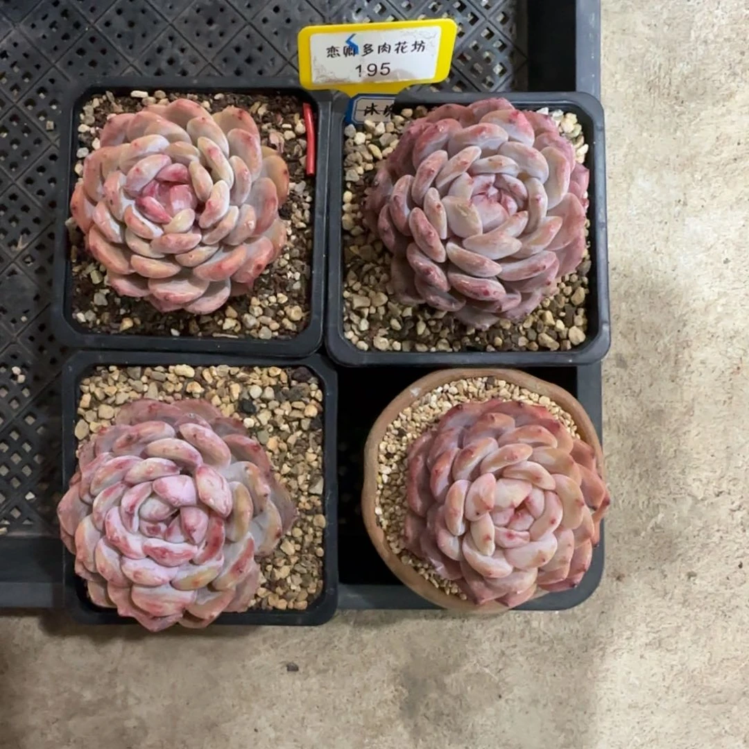 波**萝195橙子组合4颗0000