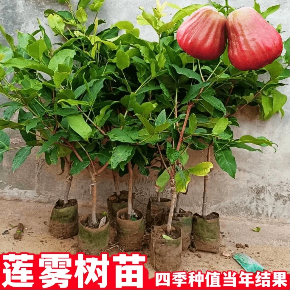 莲雾树苗黑金刚黑糖芭比台湾嫁接四季新品种南方带叶果树庭院地栽