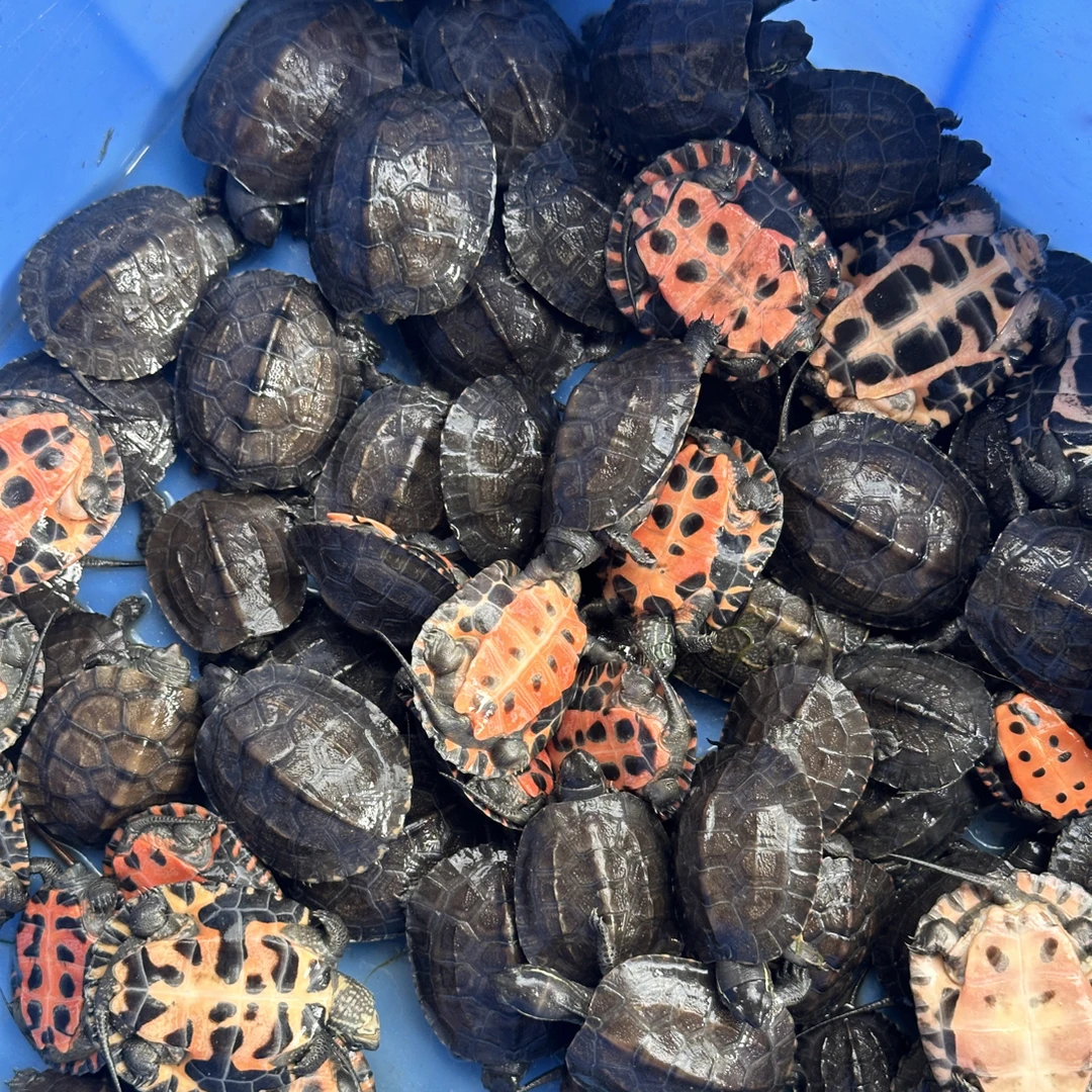 黑花/黑草/黑颈苗