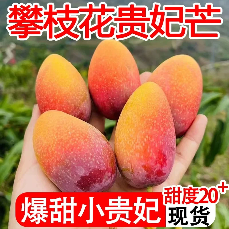 攀枝花小贵妃芒果