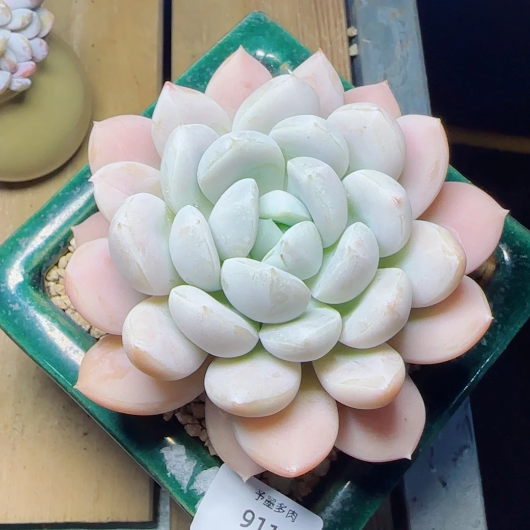 白芙蓉，9111多肉植物