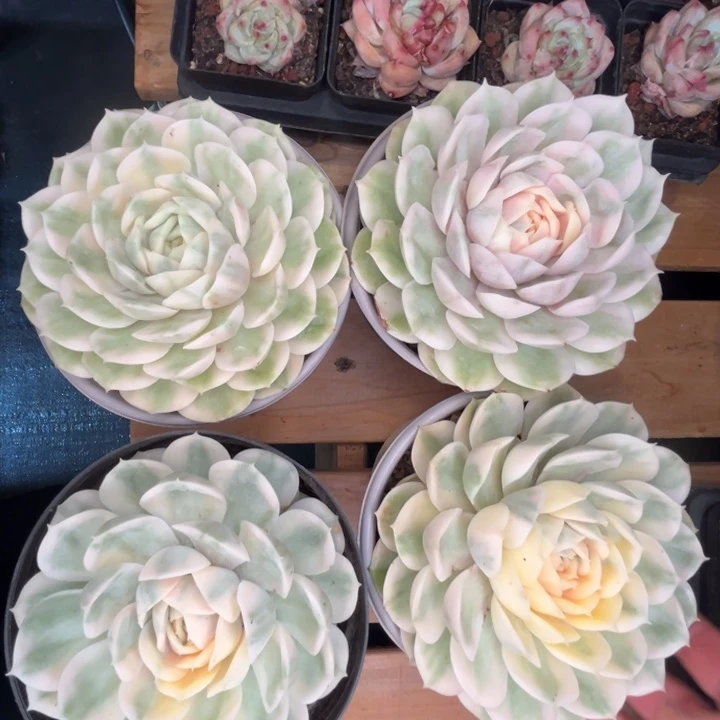 昂斯诺，一物一拍，一个
