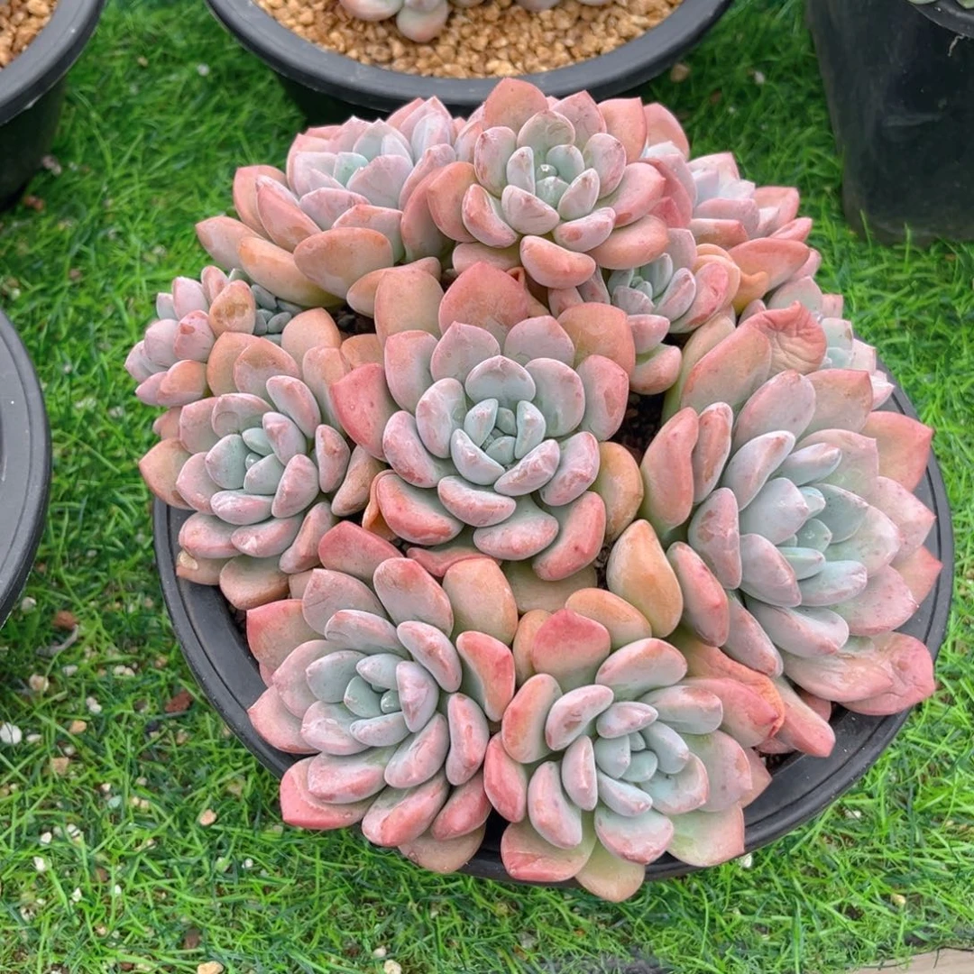 白鹭556666666699999