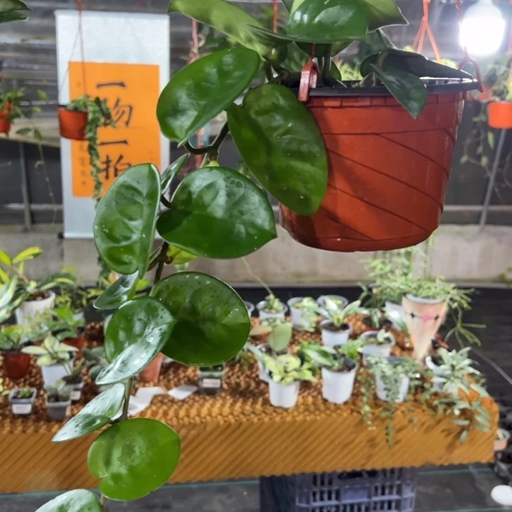 明***园完全开放克林顿球兰