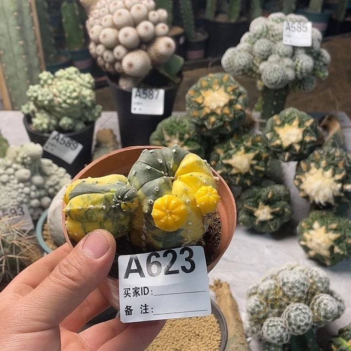 完全开放623兜一个