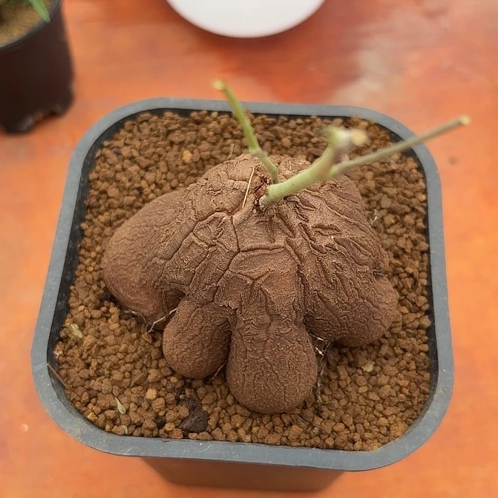 象足龟甲仙人球1234