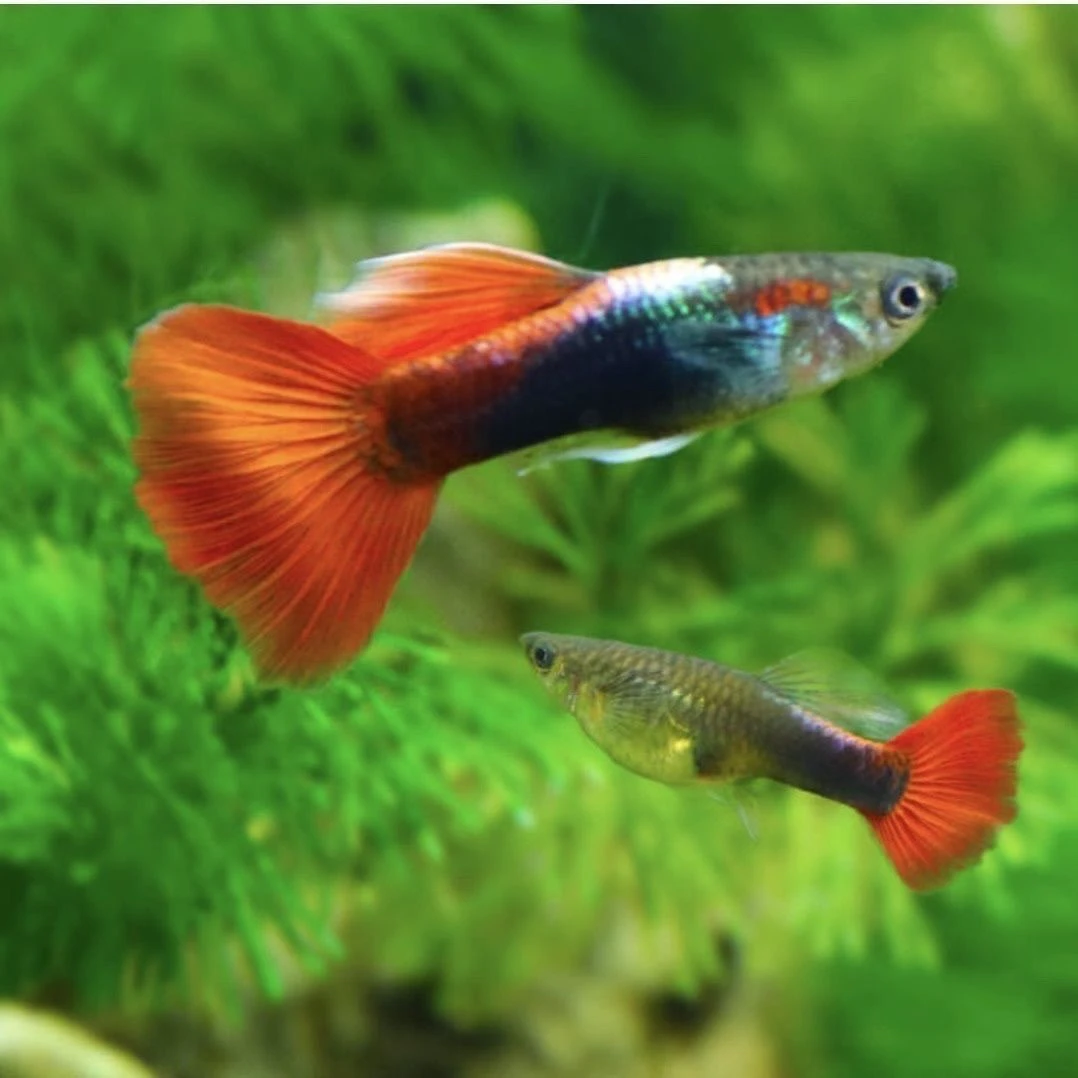 小型热带孔雀鱼练手小鱼小巴西红扇（入缸后不包损）