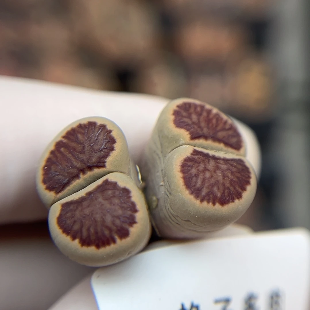 1860号一棵红窗菊上纹