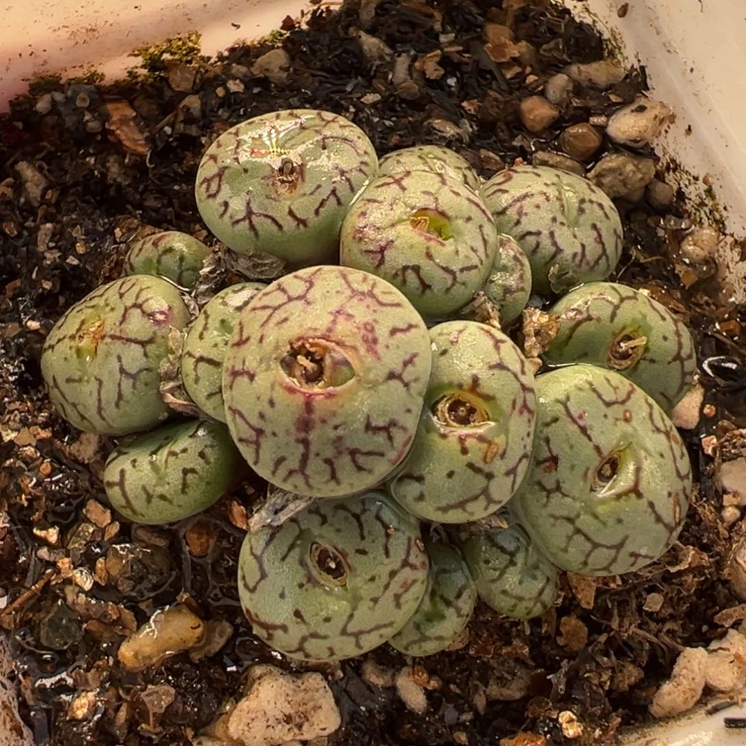 057多肉植物种类多样