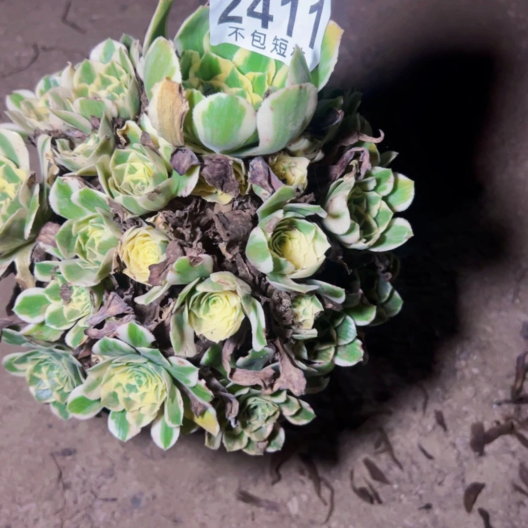 迈巴赫多肉植物2411