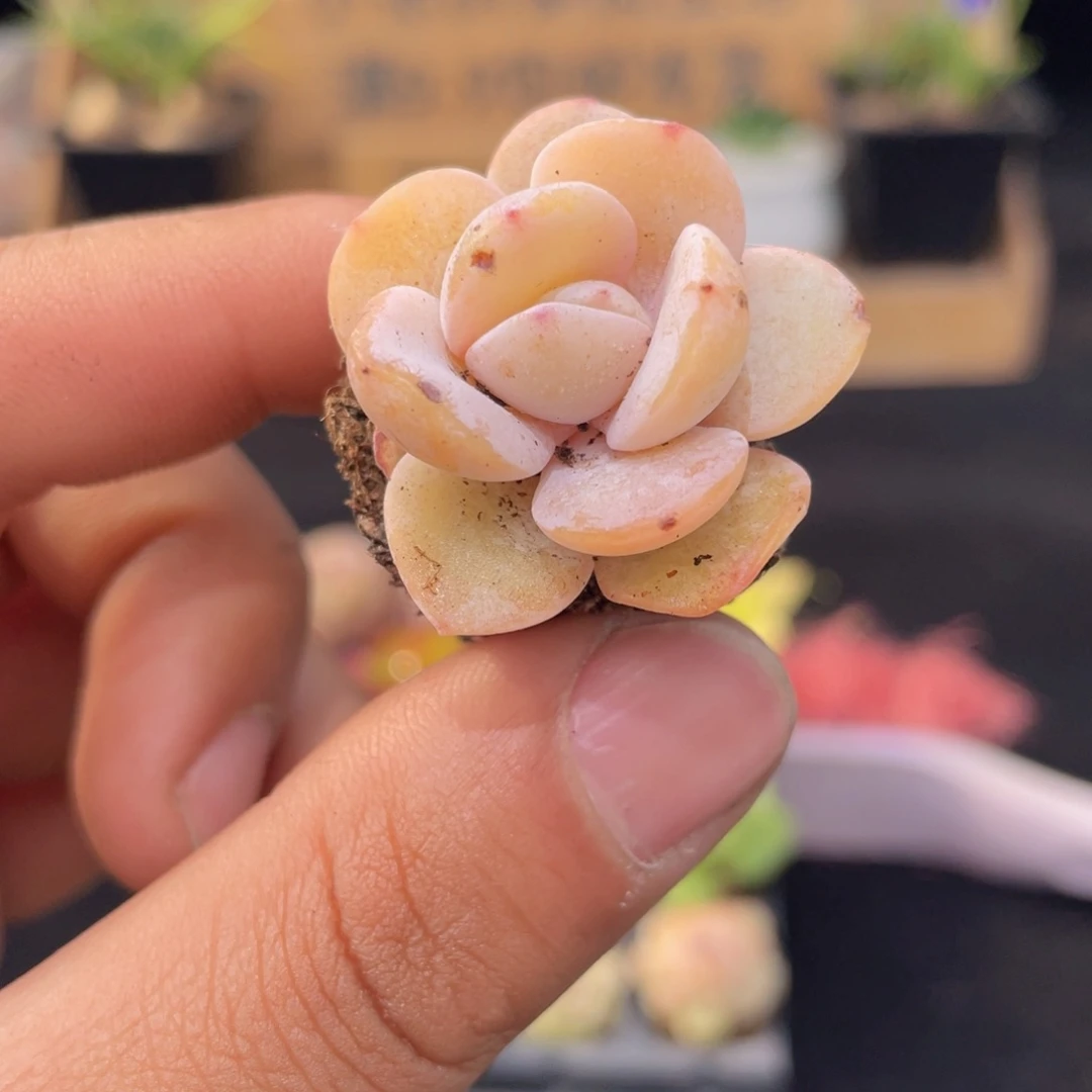 奶茶多肉9.9包邮发货