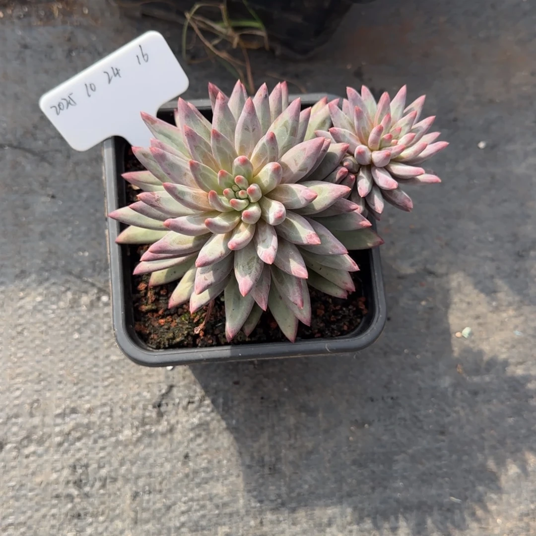 一物一拍香芋体虞美人16