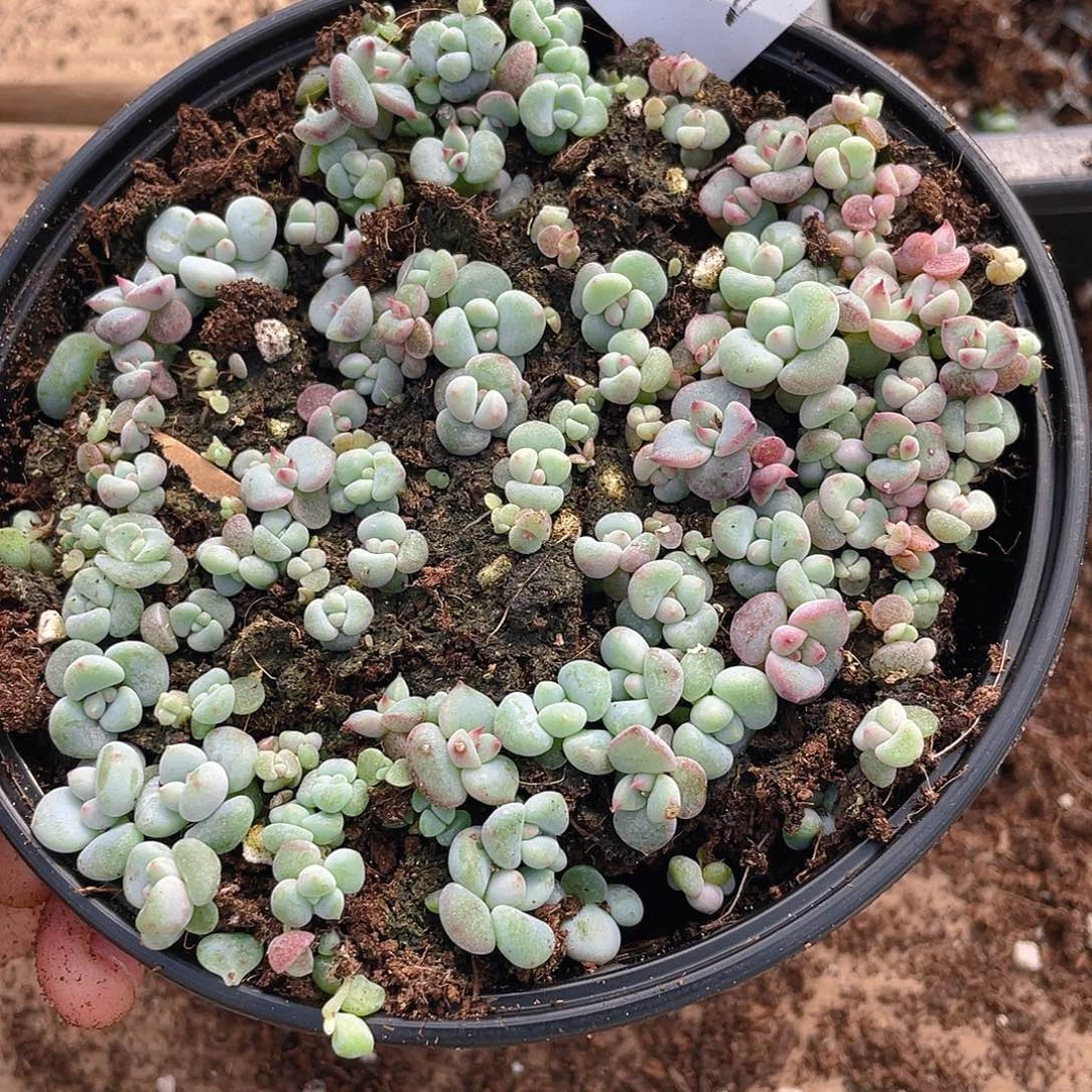 多肉植物多肉植物286