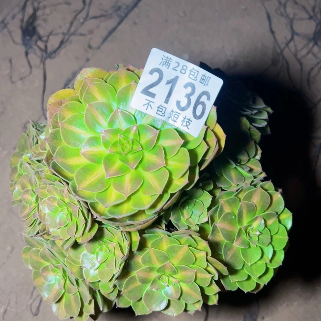 2136抹茶多肉植物法师