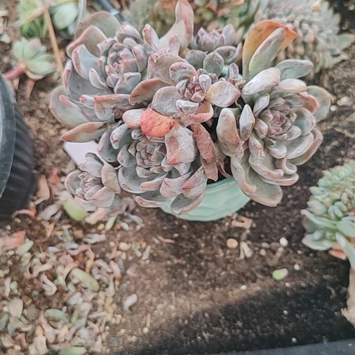 39突尼斯福利不售后