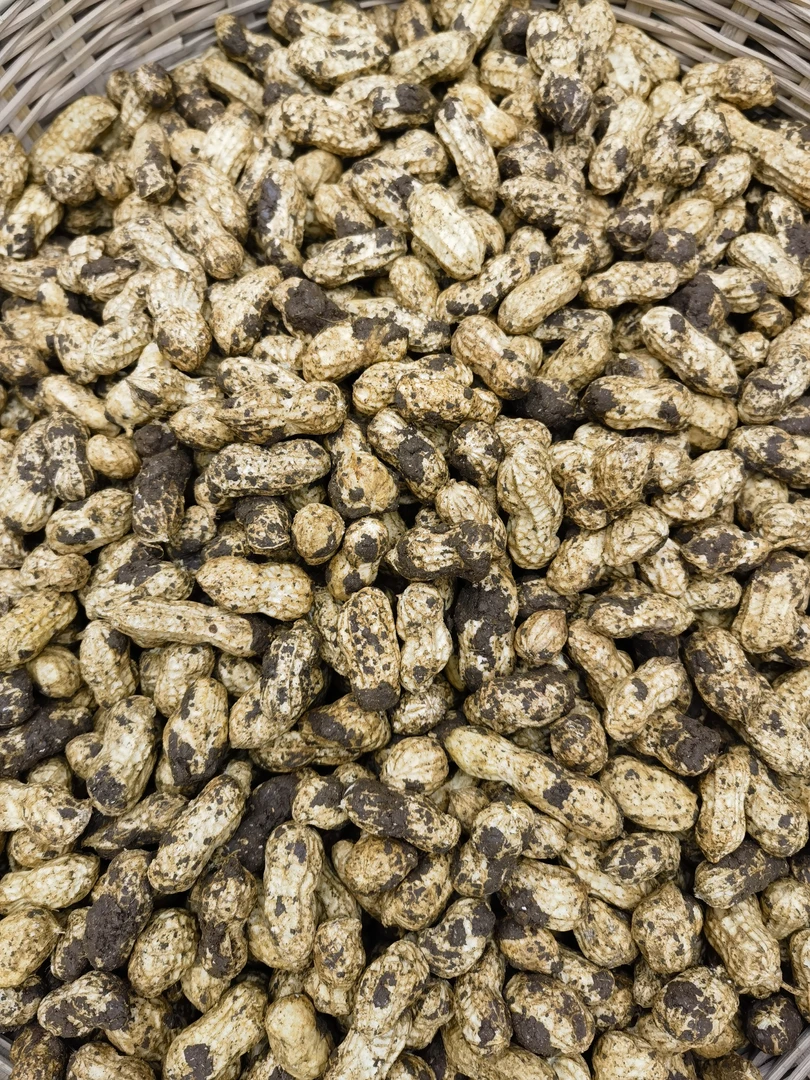 (小霞推荐)25年高山红皮湿花生