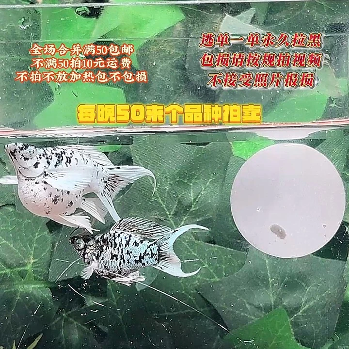 孔雀鱼越南进口马丽