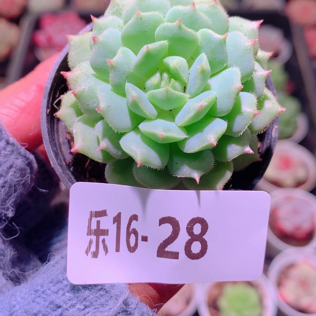 乐然16-28 美丽世界