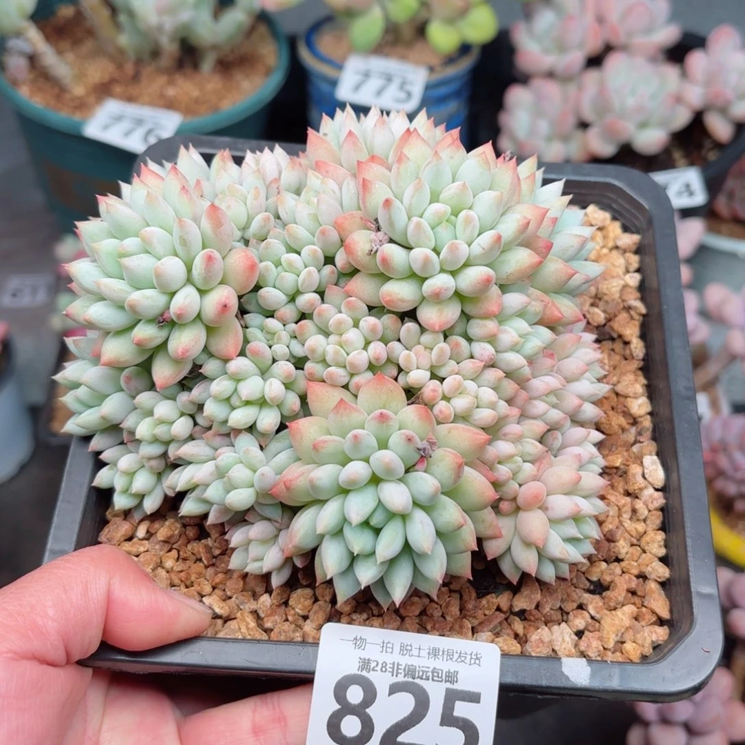 明珠多肉无盆土发货