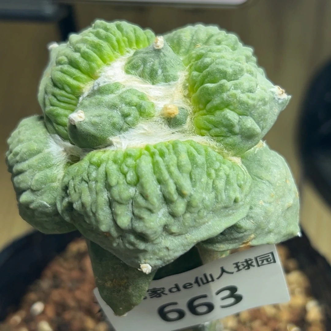 比***爷663 袖蒲嫁接仙人球