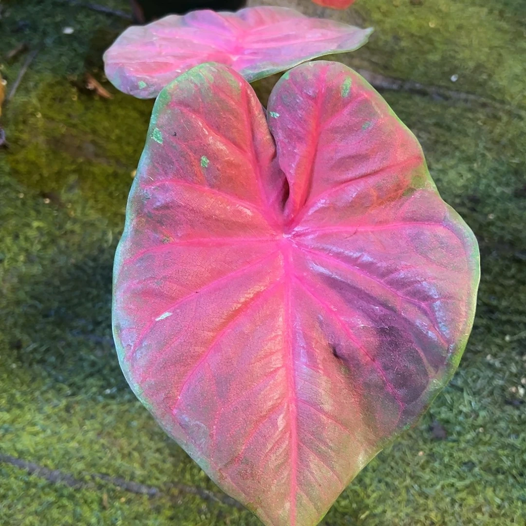 无花朵泰国热浪变异35