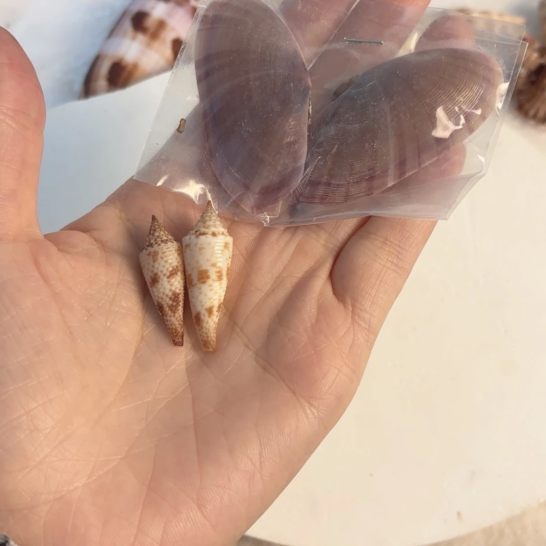 怜***怜天然海螺贝壳标本福利
