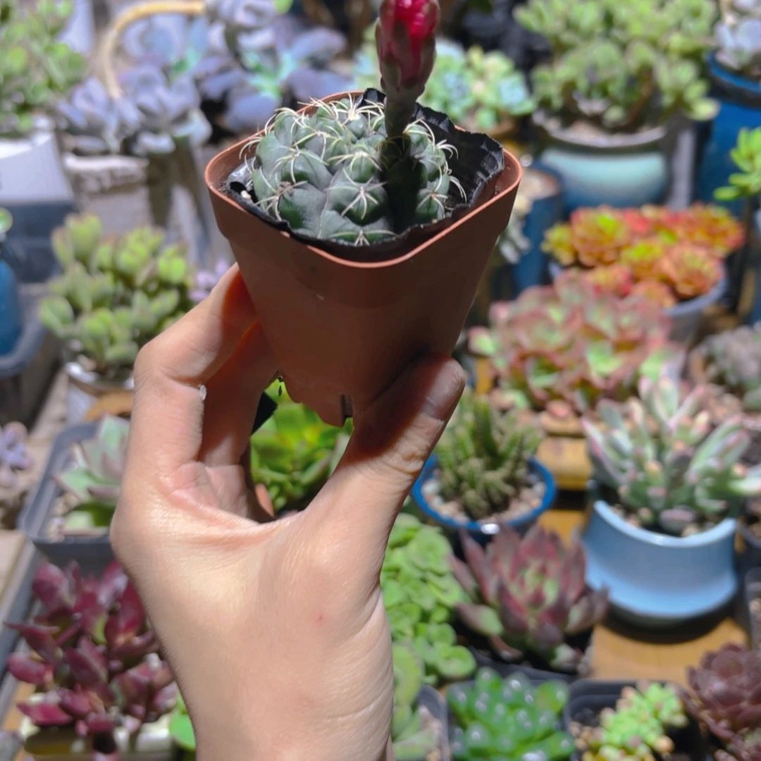 ？***？绯花玉新疆包邮5cm