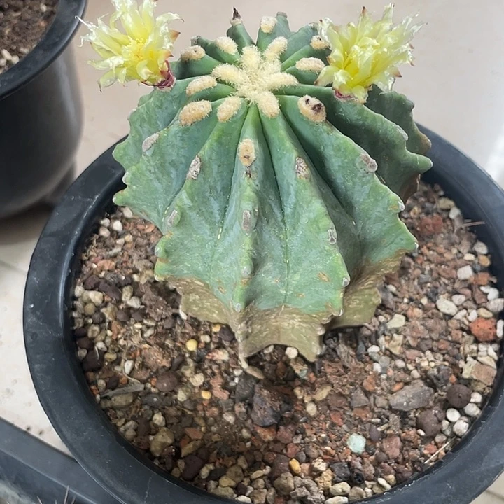 实生无刺皇冠龙仙人球一颗