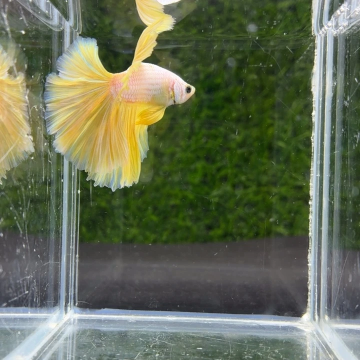 斗鱼芒果黄斗鱼3号