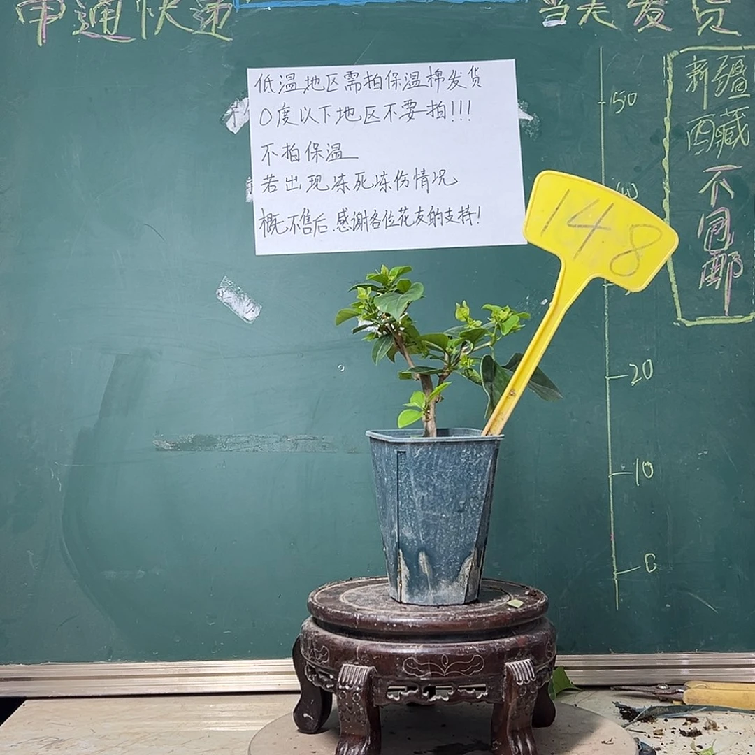 完全开放绿樱 方盆 148