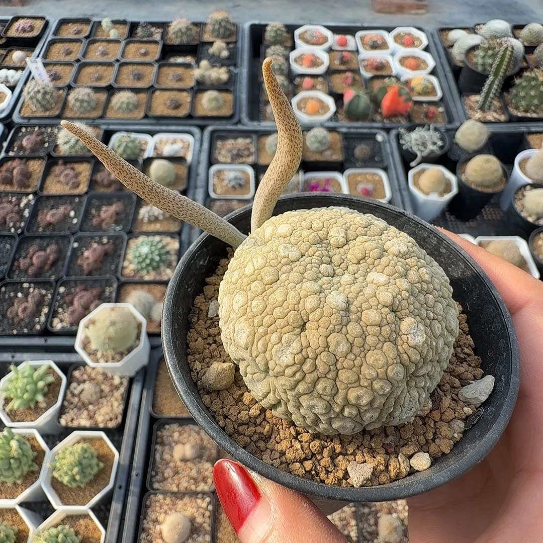 小***节母本凝蹄玉带盆发货