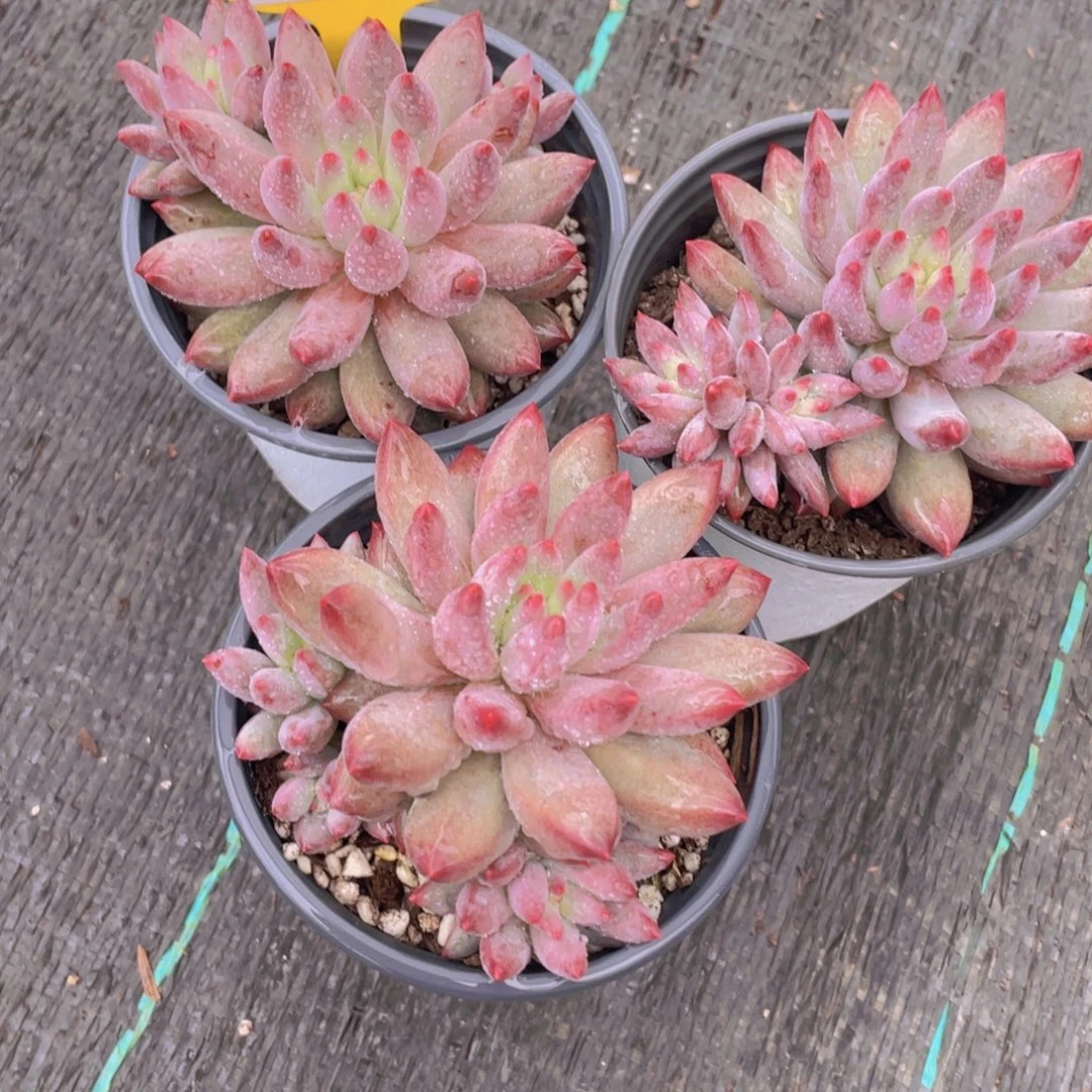 840号 捡漏虞美人一个