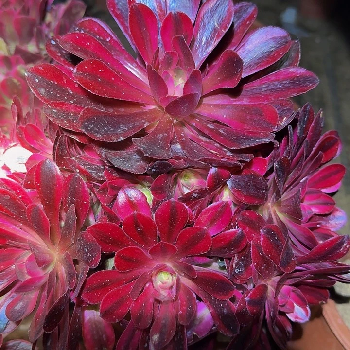 精品美杜莎捧花亏本福利