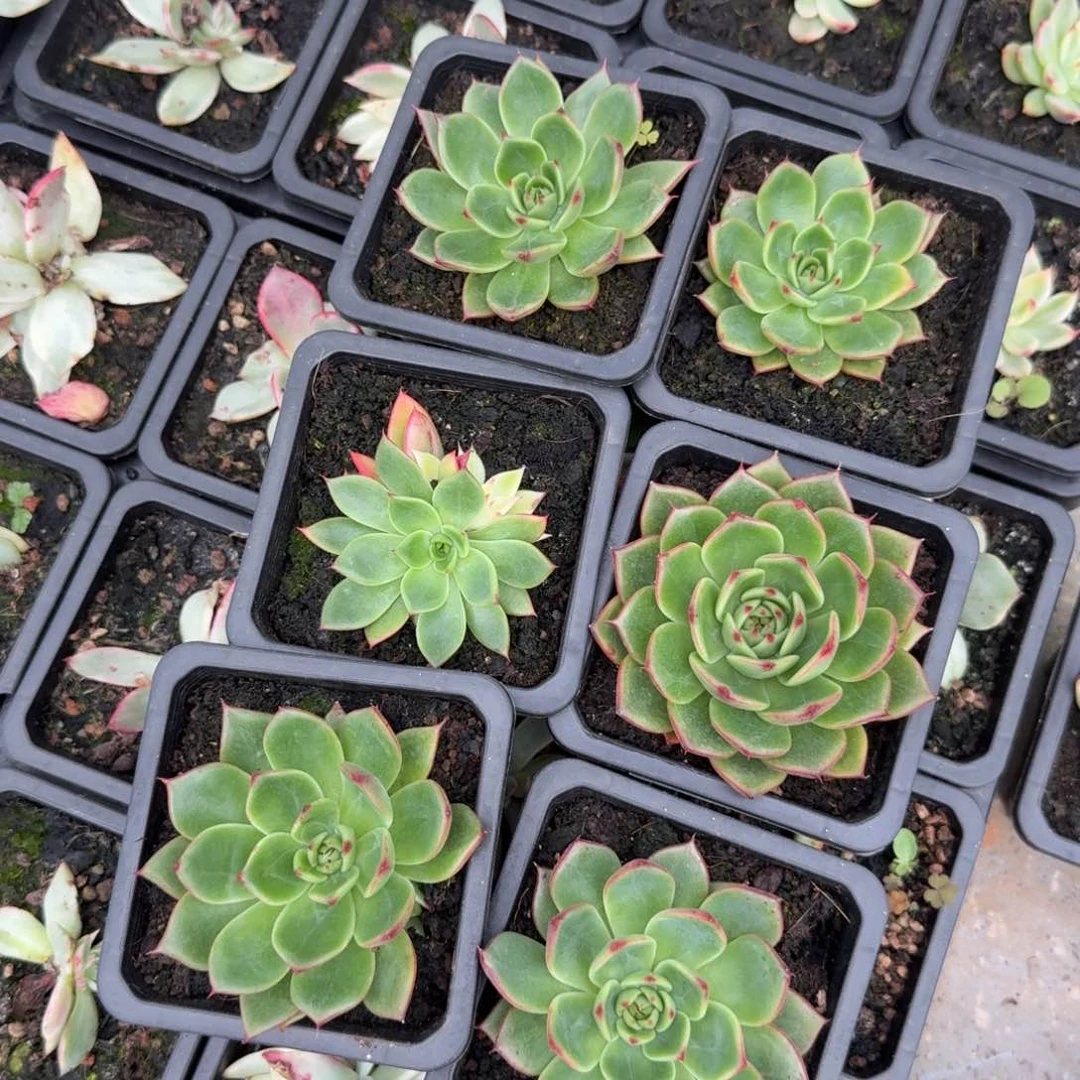 一组6棵的推进桃花多肉