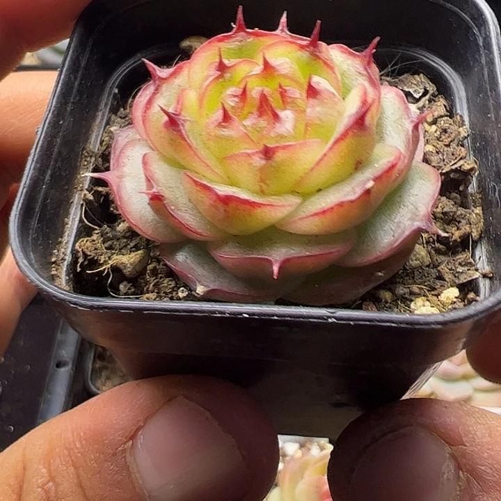 睫毛麦秆111111111