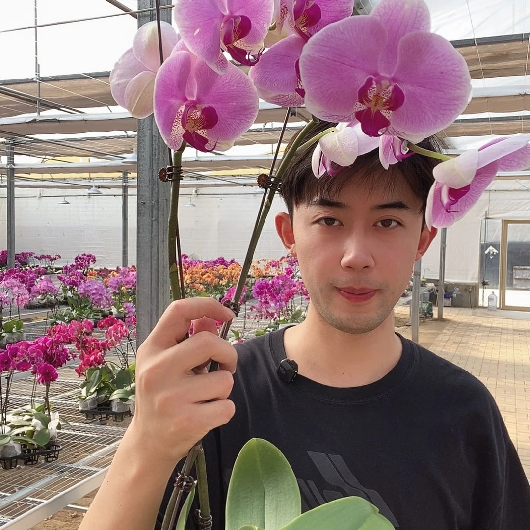 完全开放实生粉色两颗装