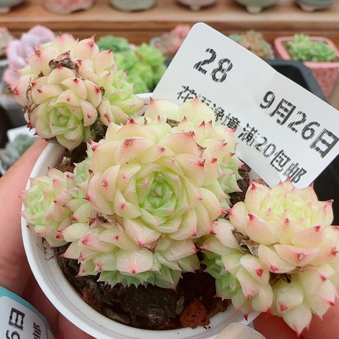 花语逸镜0926-28散