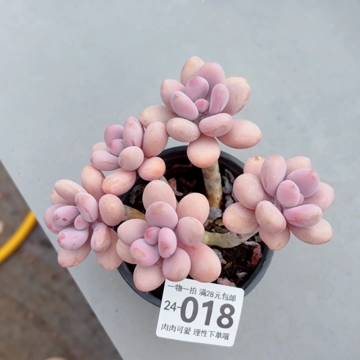 桃蛋无盆土发货无盆土发货