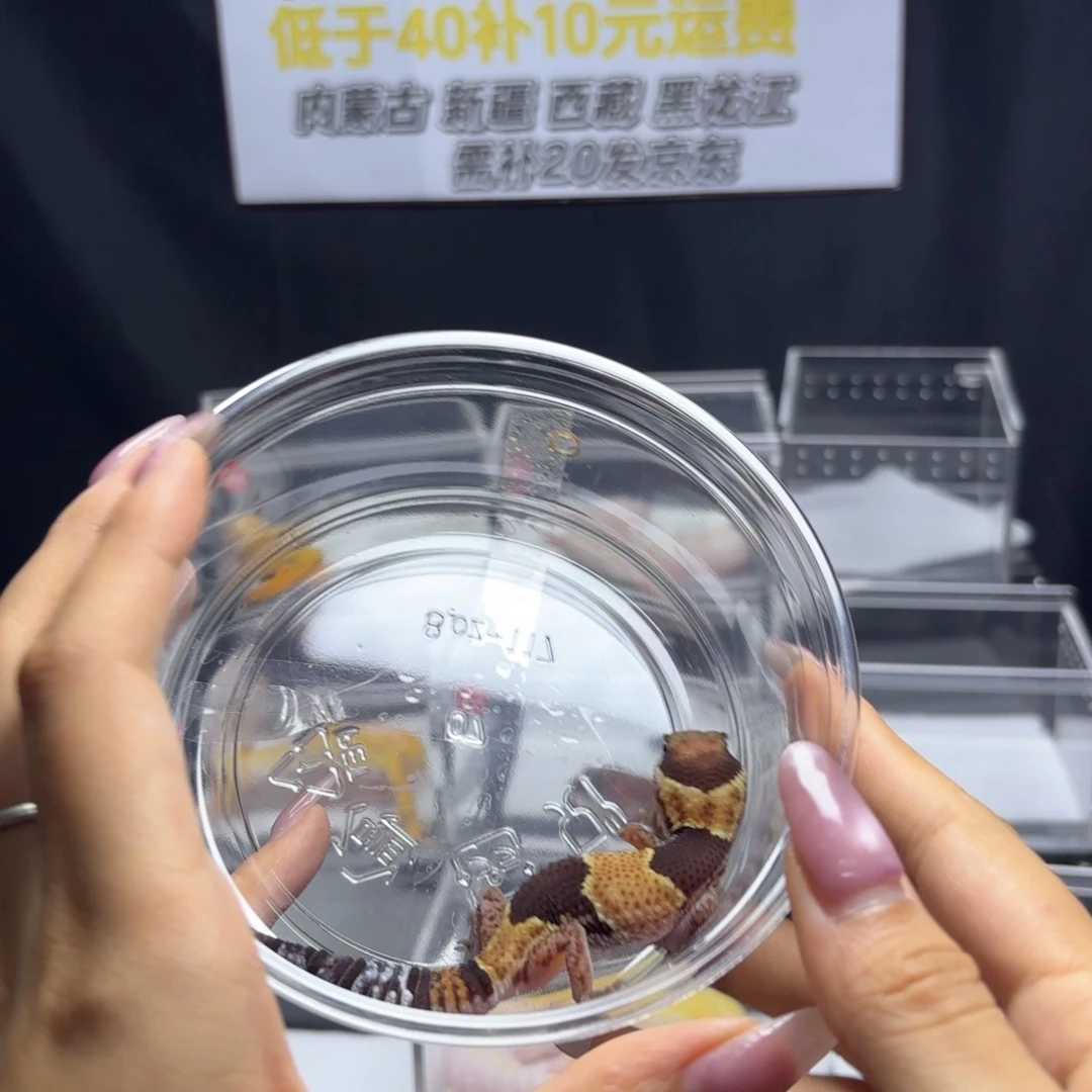 肥尾守宫原色母温