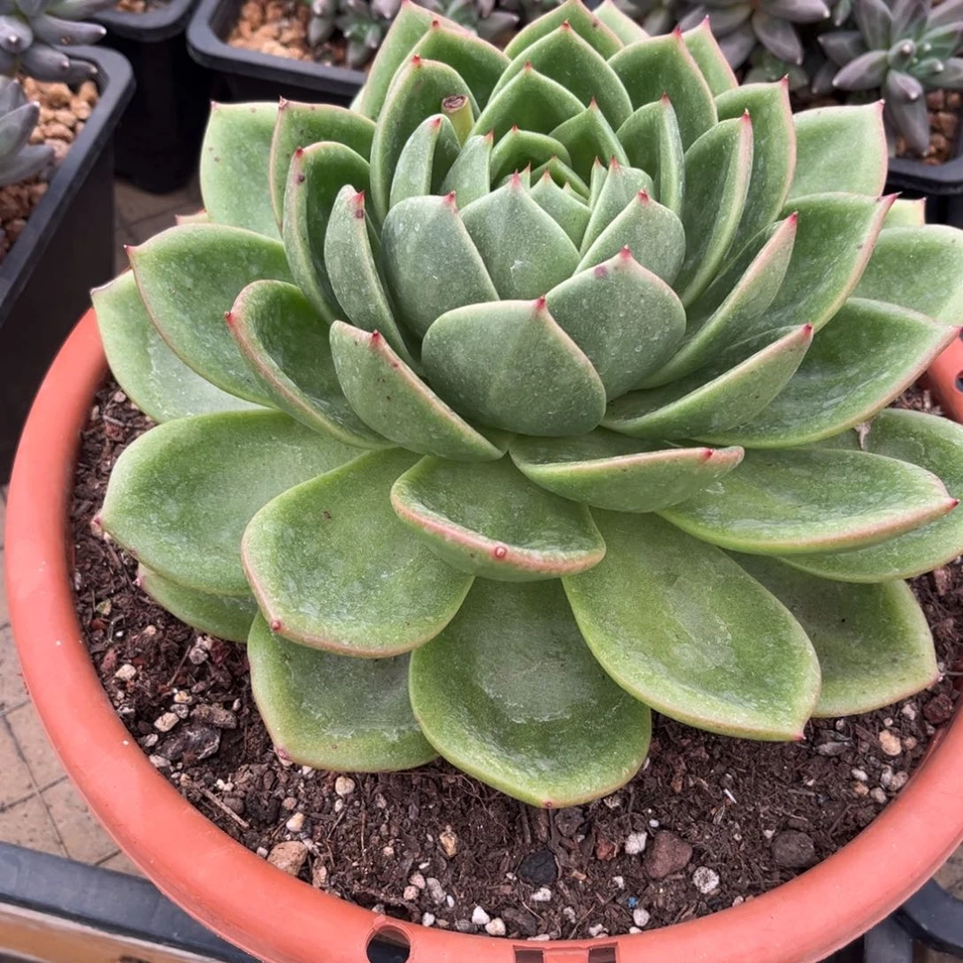 多肉植物多肉植物