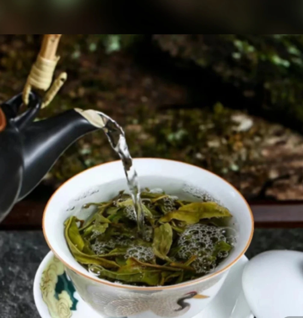 云南普洱古树大单株