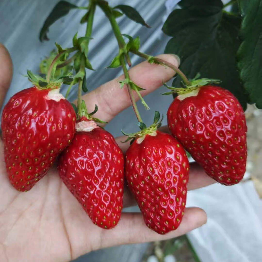 阳台露天黑色育苗袋【妙七】原盆原土头茬适合南北方室内阳台种植